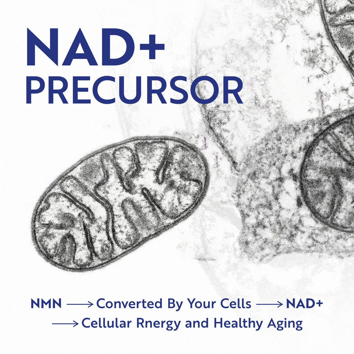 NMN 500mg Capsules