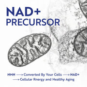 NMN 500mg Capsules